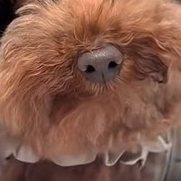 ワンコのアップ