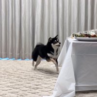 「早く食べたい！」と足踏み