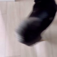 モカちゃんとママさんの再会4