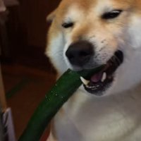 「見て見て！」