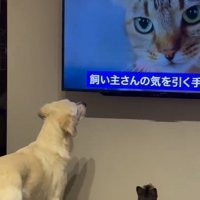 画面を見るるちるちゃん