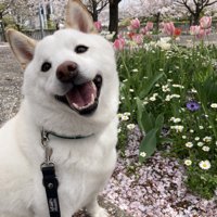ニコニコ