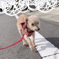ゆっくりと、ゆっくりと