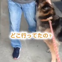 見上げる犬1
