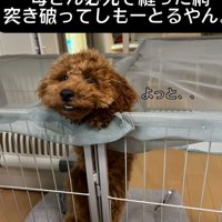 屋根を顔で突き破る犬