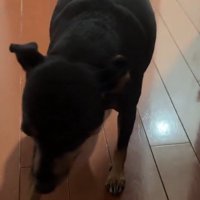 ゆっくりと飼い主の足元にやってきた犬