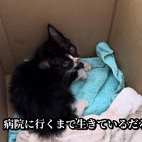 成猫まで育つのは厳しい…