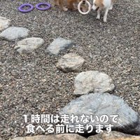 庭でリング遊びをする2頭の犬