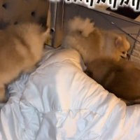 ヒートアップしたわんこたち