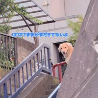 ママを待つメルくん