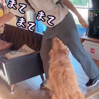 お兄ちゃん帰宅時のボスくん＆ルナちゃん5