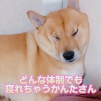 どこでも熟睡できる♪