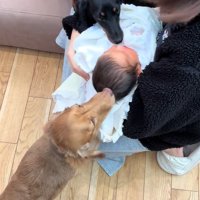 赤ちゃんとワンコ2匹の初対面⑩