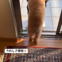 喜んでじゃれつく小型犬