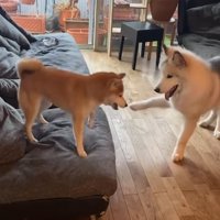 ワンプロ中の犬たち