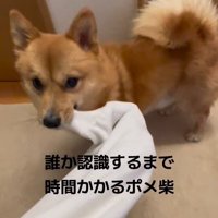 飼い主の服の袖を咥える犬