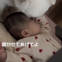 赤ちゃんの目を舐める犬