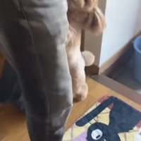 飼い主との散歩を喜ぶ小型犬