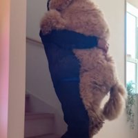 抱っこで階段を降りる大型犬2