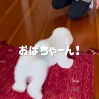 女性に駆け寄る犬