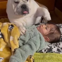 目が覚めて女の子の上から退く犬