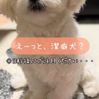 「おて」をするHaruちゃん