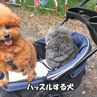 ぽん太君＆ゆず君