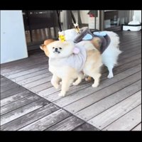 毛が裏返る犬2