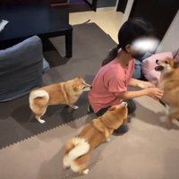 女の子の周りに集まる犬4