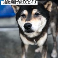 悲しそうな老犬