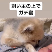 飼い主さんに甘えながら爆睡