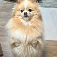 二足歩行