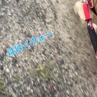 飼い主と歩く犬