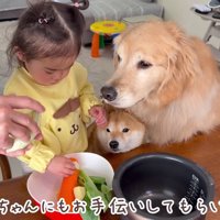 ほのちゃんも手伝います