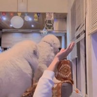 周りを見渡す犬