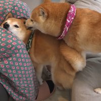 逃げ場をなくした幾三くん