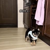 ぬいぐるみのようなまかお君