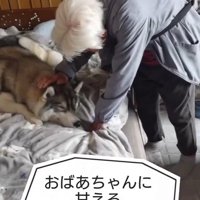 おばあちゃんに甘える大福くん