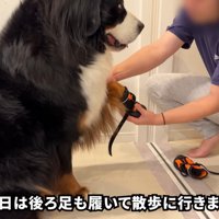 靴を履く時もお利口さん