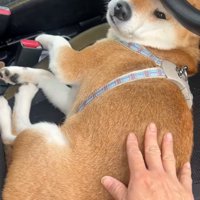 振り向くなっとうちゃん