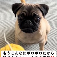 困った表情の犬