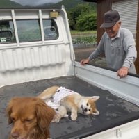 荷台で横になる犬
