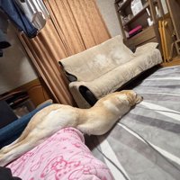 溶ける