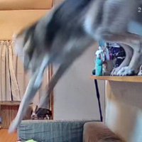 豪快な大ジャンプ！！