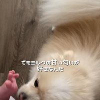 赤ちゃんの足を嗅ぐ小型犬