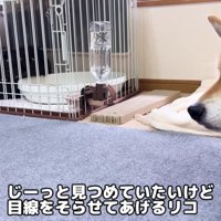 リサちゃんが出てきた♪