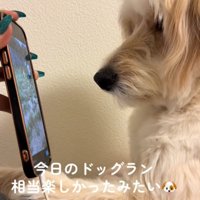 画面を見る犬4