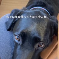 見つめ合う犬と女性