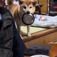 皿を咥えて立つ犬