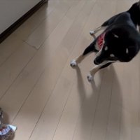 呆然